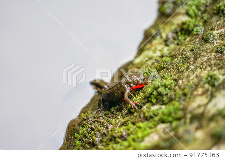 Akahara newt Akahara newt 91775163