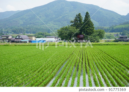 日本遠野原景 91775369