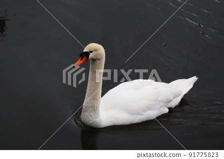 Swan of the Imperial Palace 91775823
