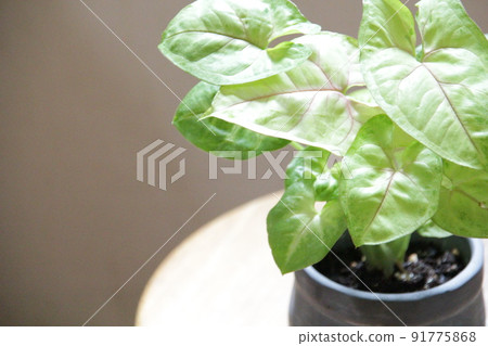 Syngonium, a perennial plant that is a staple of foliage plants 91775868