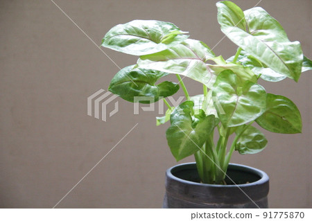 Syngonium, a perennial plant that is a staple of foliage plants 91775870