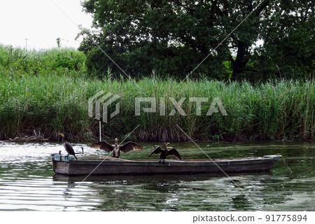Scenery of a cormorant boarding a boat at "Daytime Nowatari Shiba" [Binnuma River] Saitama City, Saitama Prefecture 91775894