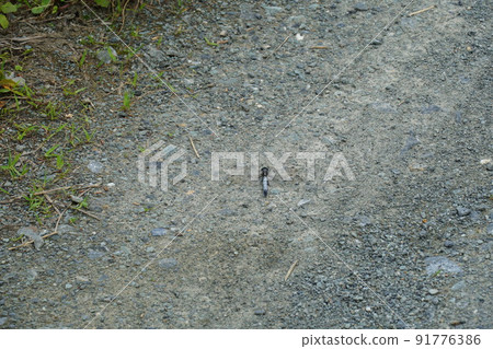 Dragonfly perched on the ground Dragonfly perched on the ground 91776386