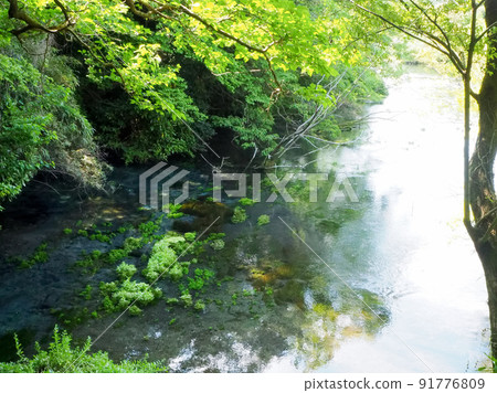 Spring Drive-柿田川泉 91776809