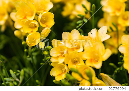 Freesia Hachijojima 91776994
