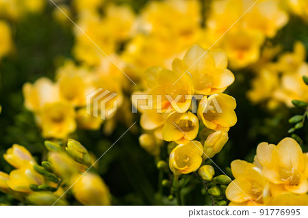 Freesia Hachijojima 91776995