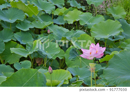 Lotus flower  91777030