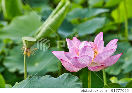 Lotus flower Lotus flower 91777033