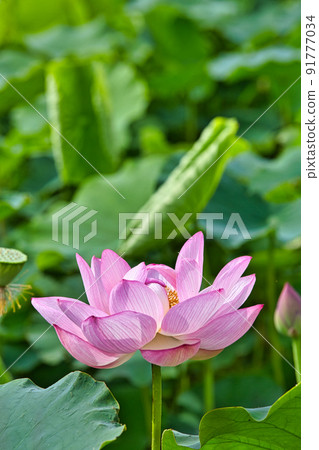 Lotus flower Lotus flower 91777034