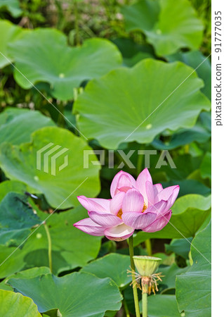 Lotus flower Lotus flower 91777035