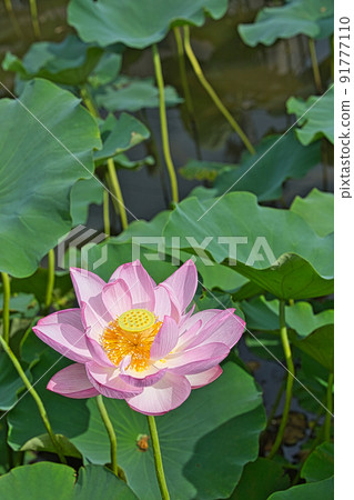 蓮花 91777110