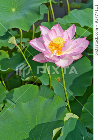 Lotus flower Lotus flower 91777111