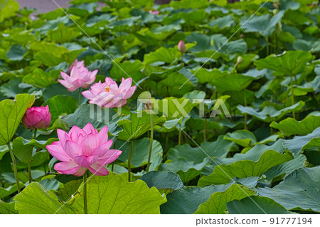 蓮花 91777194
