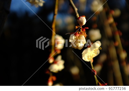 Natural landscape on Hehuan Mountain, Taiwan 91777236