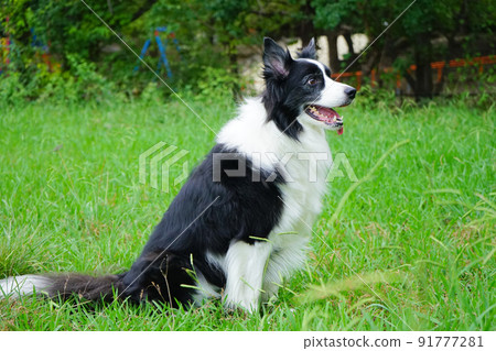 Border collie sitting in the grass Border collie sitting in the grass 91777281