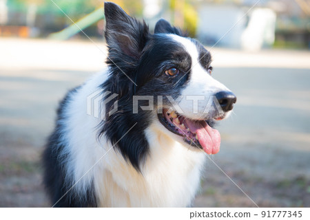 笑臉邊境牧羊犬 笑臉邊境牧羊犬 91777345