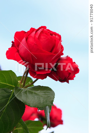 盛開的玫瑰 盛開的玫瑰 91778040