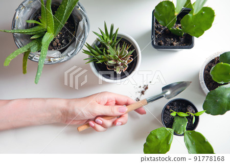 aloe vera and succulents with cactus in pots. woman hand holding shovel on light wooden background 91778168