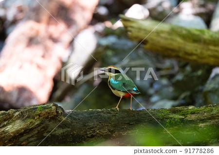 Fairy pitta that came from the south to raise children in the summer Fairy pitta that came from the south to raise children in the summer 91778286