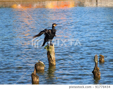 "I wonder if it's flying!" "..." (a great cormorant on a stake trying to spread its wings and a reticent turtle) "I wonder if it's flying!" "..." (a great cormorant on a stake trying to spread its wings and a reticent turtle) 91778434