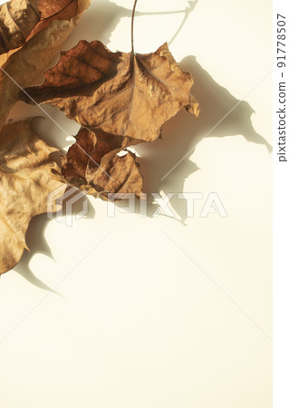 colorful autumn leaves image 91778507