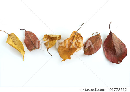 colorful autumn leaves image 91778512