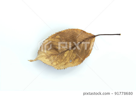 colorful autumn leaves image colorful autumn leaves image 91778680