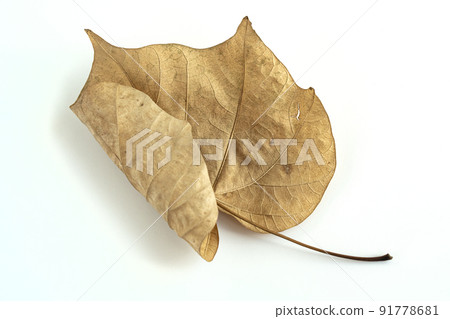 colorful autumn leaves image 91778681