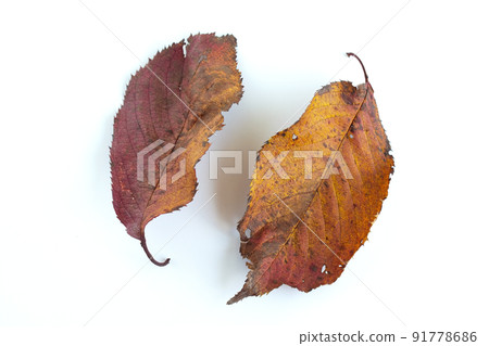 colorful autumn leaves image colorful autumn leaves image 91778686