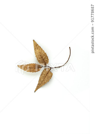 colorful autumn leaves image 91778687