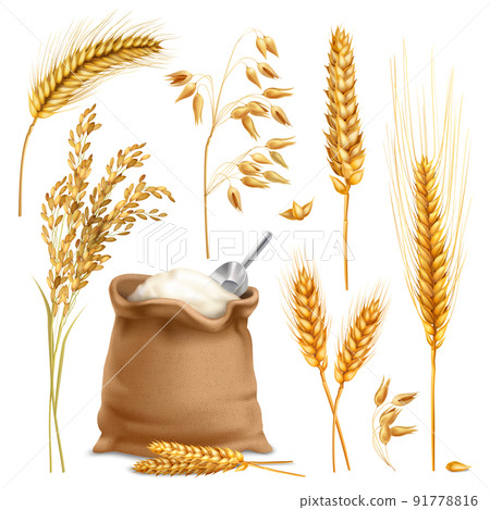 Realistic Agricultural Crops Set Realistic Agricultural Crops Set 91778816