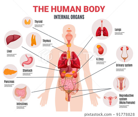 Human Internal Organs Infographic Poster 91778828