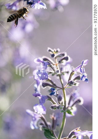 Bees and flowers Walkers Row 91778970