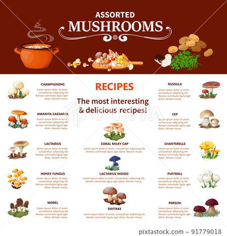 Assorted  Mushrooms Infographics 91779018