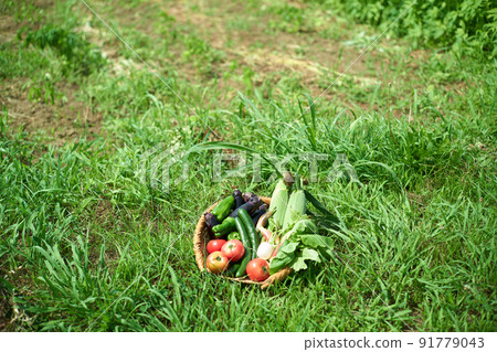 Vegetables served in a colander 91779043