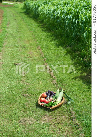Vegetables served in a colander 91779056