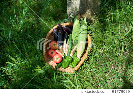 Vegetables served in a colander 91779059