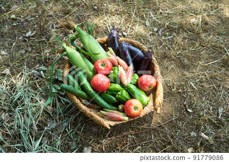 Vegetables served in a colander Vegetables served in a colander 91779086