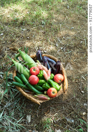 Vegetables served in a colander Vegetables served in a colander 91779087