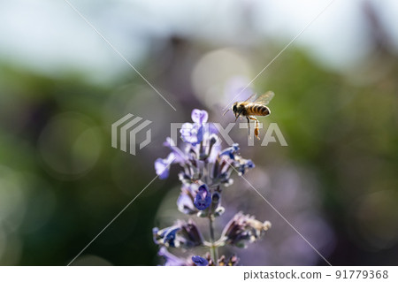 蜜蜂和鮮花步行者行 蜜蜂和鮮花步行者行 91779368
