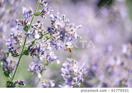 Bees and flowers Walkers Row 91779581