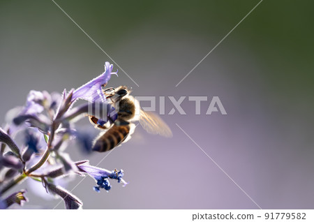 Bees and flowers Walkers Row Bees and flowers Walkers Row 91779582