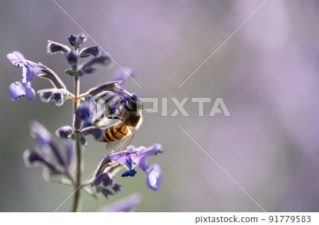 Bees and flowers Walkers Row 91779583