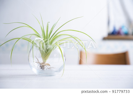 空氣植物 91779733