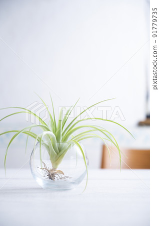 空氣植物 91779735