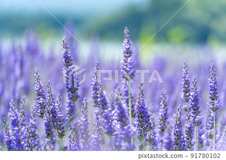 Lavender field blooming on the shore of Lake Kawaguchi Lavender field blooming on the shore of Lake Kawaguchi 91780102