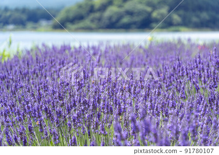河口湖畔盛開的薰衣草田 河口湖畔盛開的薰衣草田 91780107