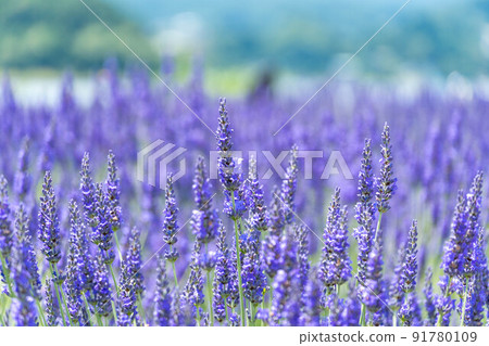 Lavender field blooming on the shore of Lake Kawaguchi Lavender field blooming on the shore of Lake Kawaguchi 91780109