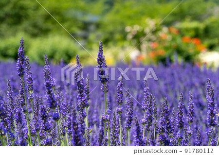 Lavender field blooming on the shore of Lake Kawaguchi Lavender field blooming on the shore of Lake Kawaguchi 91780112