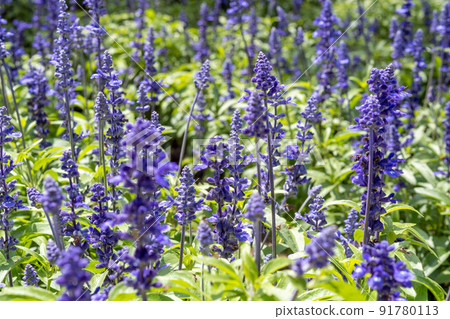 Lavender field blooming on the shore of Lake Kawaguchi 91780113